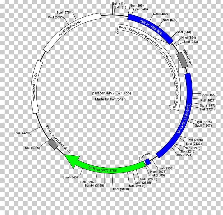 Restriction Map Plasmid PUC19 PGLO PNG, Clipart, Angle, Area, Art, Bacteria, Circle Free PNG Download