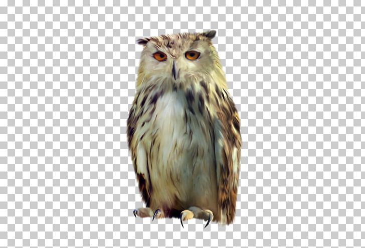Tawny Owl Bird PNG, Clipart, Animals, Beak, Bird, Bird Of Prey, Concepteur Free PNG Download