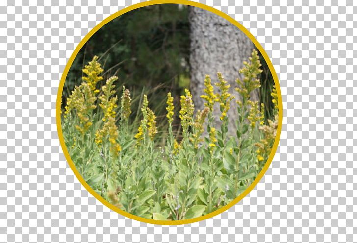 UC Davis Arboretum Teaching Nursery Mary Wattis Brown Garden Of California Native Plants Putah Creek Riparian Reserve California Center For Urban Horticulture PNG