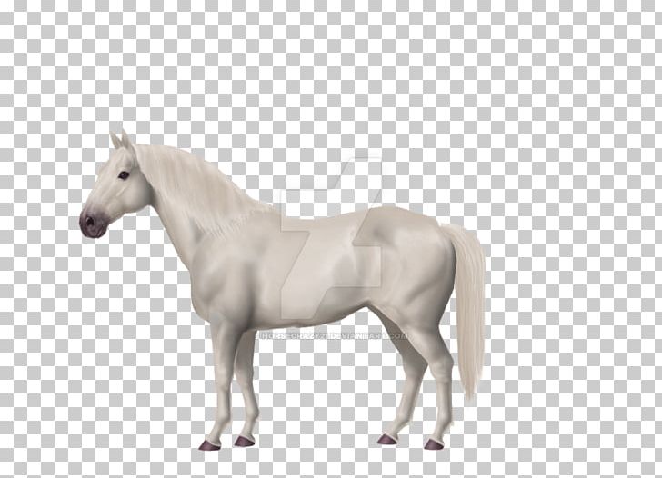 American Paint Horse American Warmblood American Cream Draft Akhal-Teke Pony PNG, Clipart, American Cream Draft, American Paint Horse, American Warmblood, Animals, Breed Free PNG Download