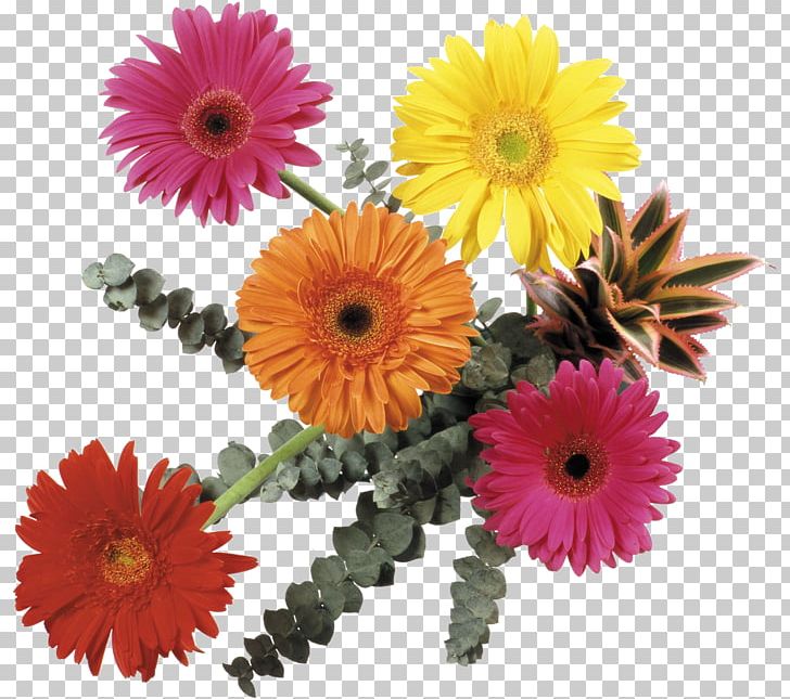 Cut Flowers Transvaal Daisy Flower Bouquet Floral Design PNG, Clipart, Annual Plant, Aster, Blume, Chrysanths, Cut Flowers Free PNG Download