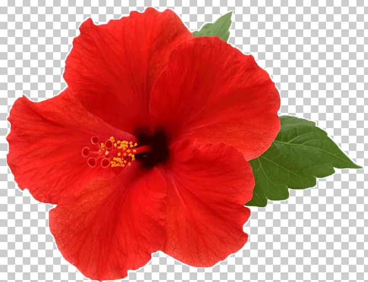 Flower Shoeblackplant Stock Photography Red Color PNG, Clipart, Alyogyne Huegelii, Annual Plant, China Rose, Chinese Hibiscus, Color Free PNG Download