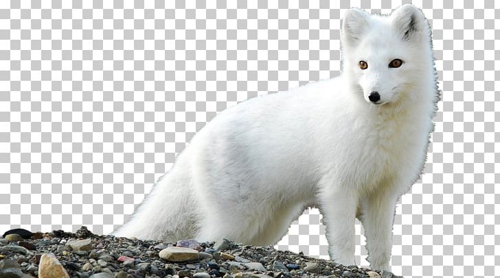Arctic Fox High-definition Television Desktop PNG, Clipart, 4k Resolution, 5k Resolution, 8k Resolution, 1080p, Animals Free PNG Download