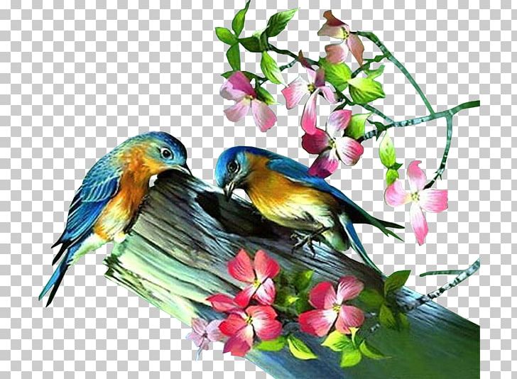 Bird Parrot Animaatio PNG, Clipart, Animaatio, Animal, Animals, Animated Film, Beak Free PNG Download
