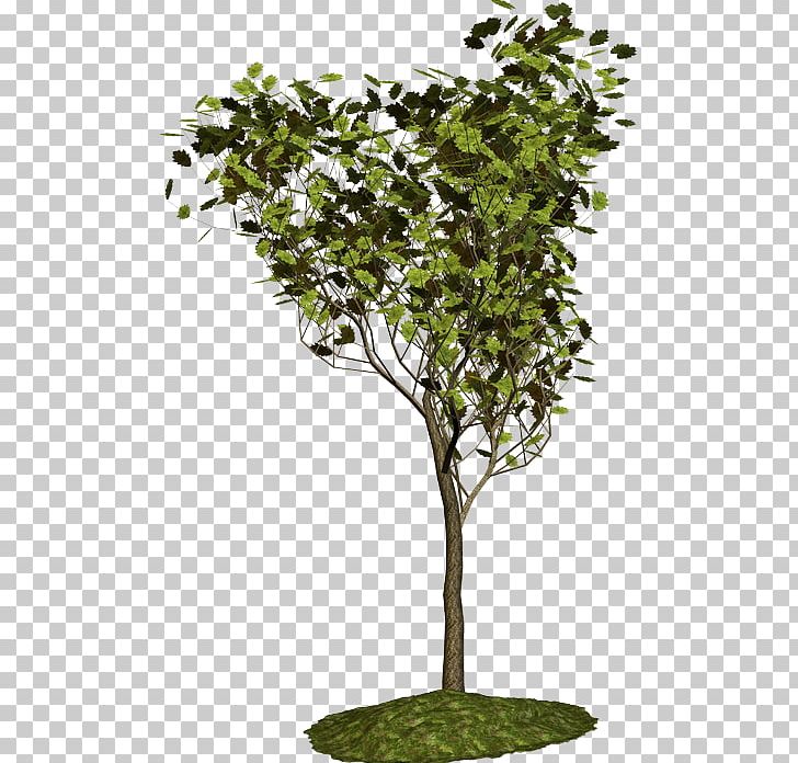 Plane Trees Shrub Blog Plant PNG, Clipart, Agac, Agac Resimleri, Blog, Branch, Ceylan Free PNG Download