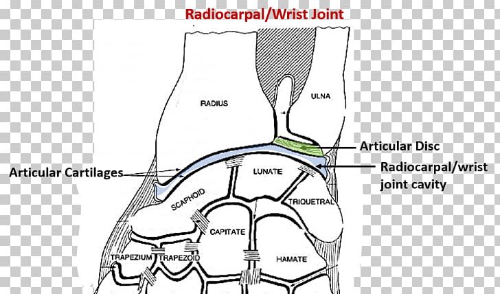 Thumb Joint Wrist Radius Upper Limb PNG, Clipart, Abdomen, Anatomy, Angle, Area, Articular Disk Free PNG Download