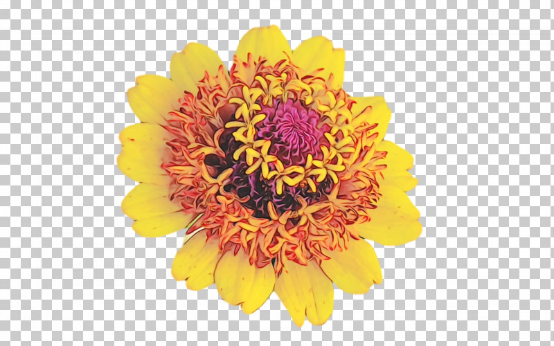 Chrysanthemum Cut Flowers Transvaal Daisy Petal Pollen PNG, Clipart, Biology, Chrysanthemum, Cut Flowers, Flower, Paint Free PNG Download