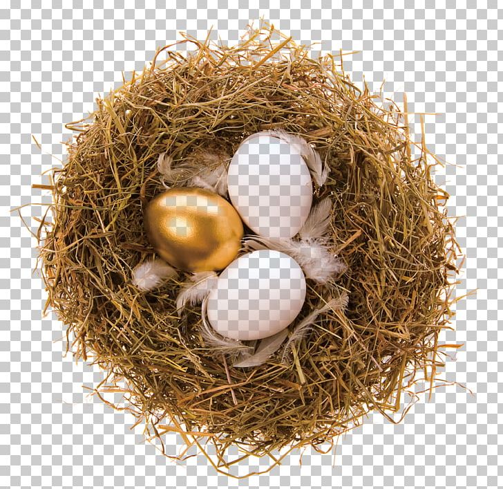 Bald Eagle Bird Nest Bird Nest Egg PNG, Clipart, Animals, Bald Eagle, Bird, Bird Egg, Bird Nest Free PNG Download
