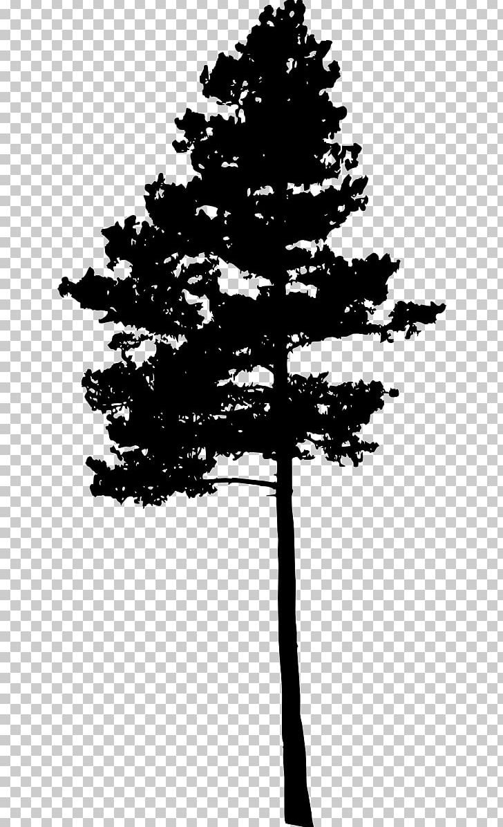 Pine Tree Fir Conifers Spruce PNG, Clipart, Black And White, Branch, Christmas Tree, Conifer, Conifers Free PNG Download