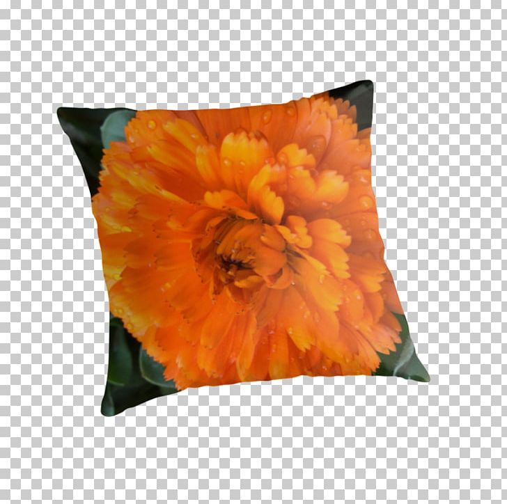 Throw Pillows Cushion Flowering Plant Petal PNG, Clipart, Cushion, Flower, Flowering Plant, Nature, Orange Free PNG Download