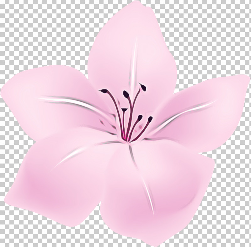 Lily Flower Floral PNG, Clipart, Biology, Floral, Flower, Lily Flower, Petal Free PNG Download