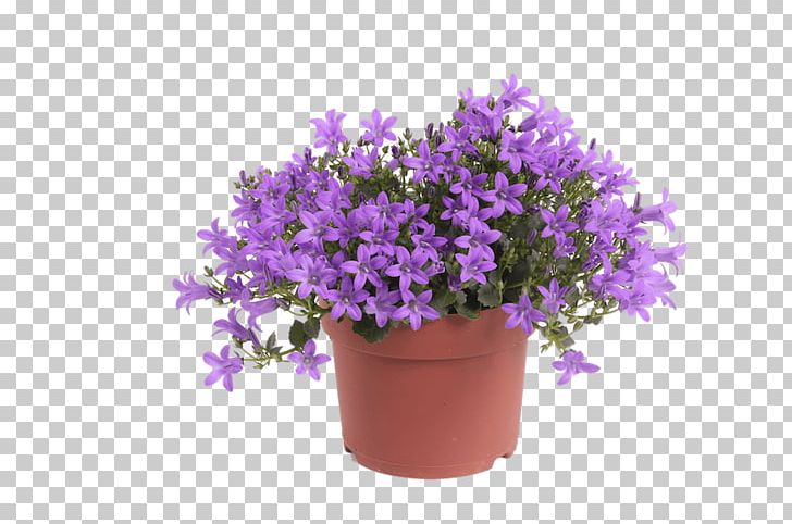 Beekenkamp Plants B.V. English Lavender Flowerpot Ornamental Plant PNG, Clipart, B.v., Beekenkamp Plants Bv, Begonia, Bellflowers, Dahlia Free PNG Download