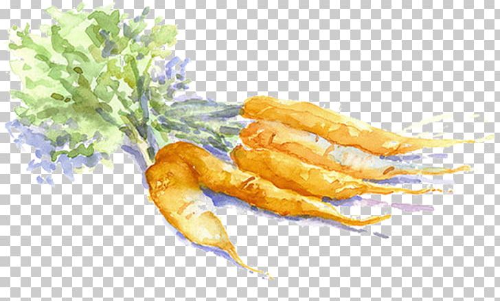 Carrot Drawing Vegetable Watercolor Painting Sketch PNG, Clipart, Animal Source Foods, Art, Carrots Vector, Cuisine, Dish Free PNG Download