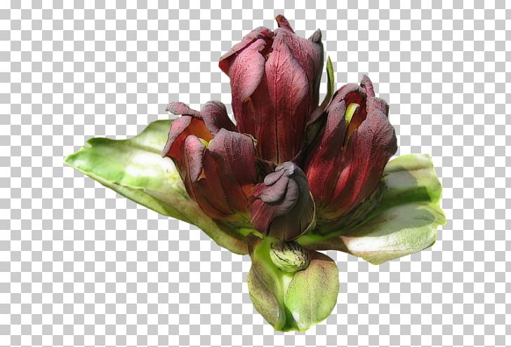 Cut Flowers Bud NANDA Flowering Plant PNG, Clipart, Blogger, Bud, Cicek, Cicekler, Cut Flowers Free PNG Download