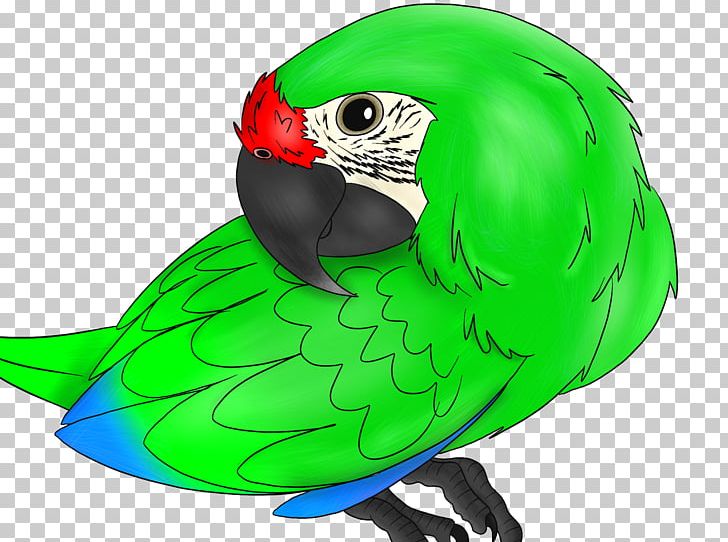 Macaw Parrot Beak PNG, Clipart, Animals, Beak, Bird, Fauna, Green Free PNG Download