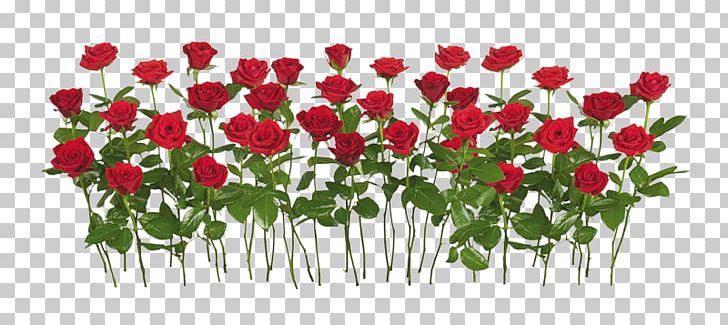 Rose PNG, Clipart, Cut Flowers, Download, Editing, Encapsulated Postscript, Floral Design Free PNG Download
