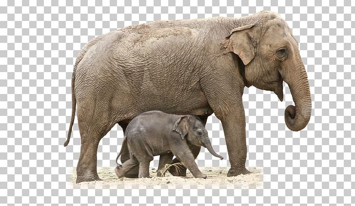 African Elephant PNG, Clipart, African Elephant, Animal, Animals, Desktop Wallpaper, Download Free PNG Download