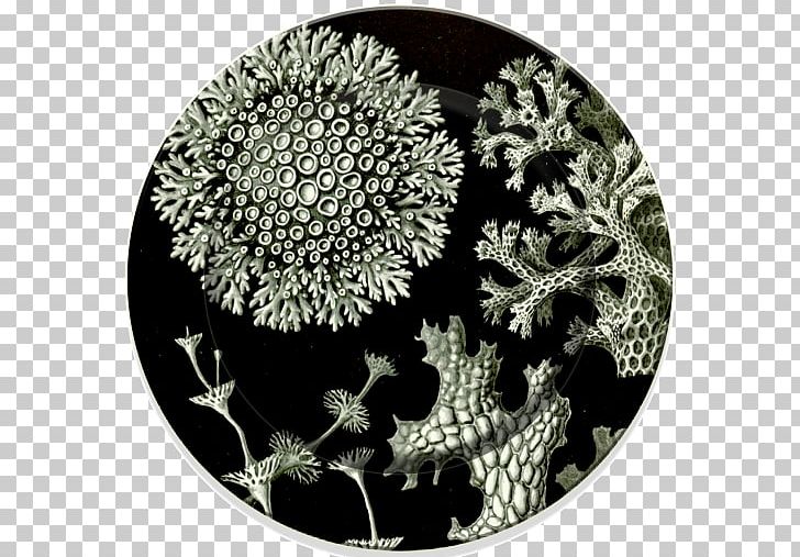 Art Forms In Nature Lichen Lithography Air Pollution PNG, Clipart, Air Pollution, Art, Art Forms In Nature, Ceramic, Collecting Free PNG Download