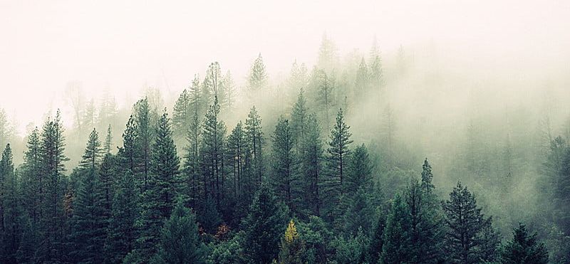 Fog In The Forest PNG, Clipart, Banner, Brown, Fog, Forest, Landscape Free PNG Download
