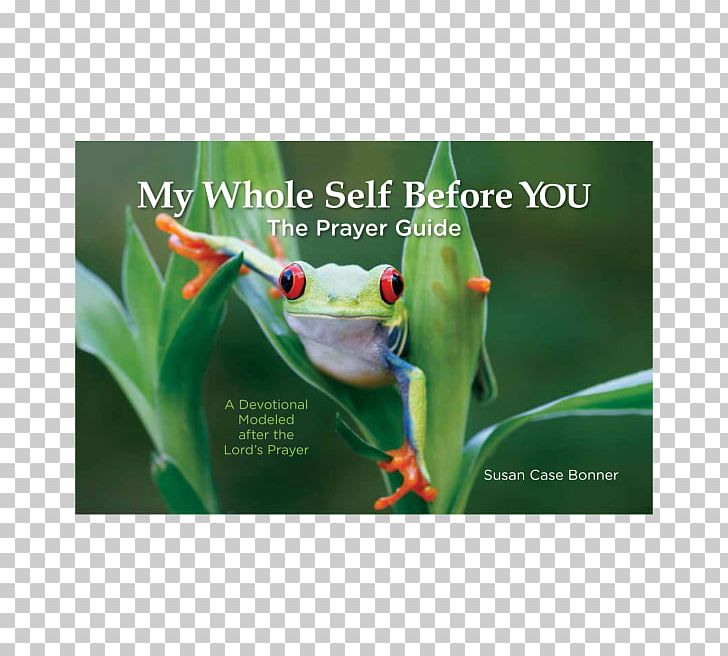 Red-eyed Tree Frog PNG, Clipart, Advertising, Amphibian, Animal, Christian Childs Prayer, Eye Free PNG Download
