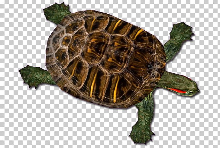 Box Turtles Common Snapping Turtle Red-eared Slider Tortoise PNG, Clipart, Alligator Snapping Turtle, Animal, Chinese Softshell Turtle, Common Snapping Turtle, Eastern Longnecked Turtle Free PNG Download