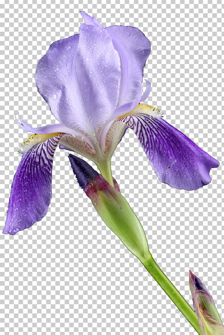 Cut Flowers Lilium Iris Croatica PNG, Clipart, Cut Flowers, Flower, Flowering Plant, Garden Roses, Iris Free PNG Download