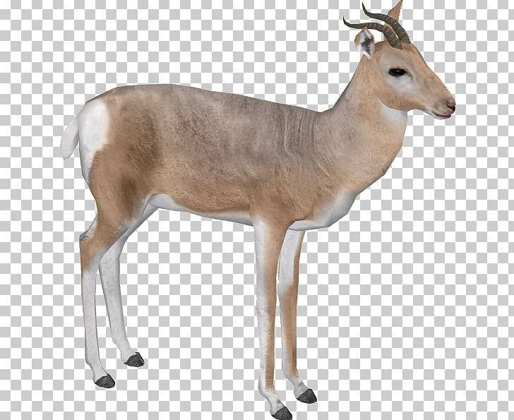 Impala Arabian Gazelle Mountain Gazelle PNG, Clipart, Animals, Antelope, Arabian Gazelle, Deer, Display Resolution Free PNG Download