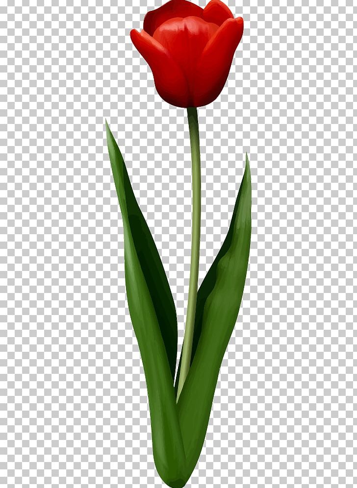 Tulip T-shirt Computer Icons Flower Red PNG, Clipart, Clothing Sizes, Color, Computer Icons, Cut Flowers, Designer Free PNG Download