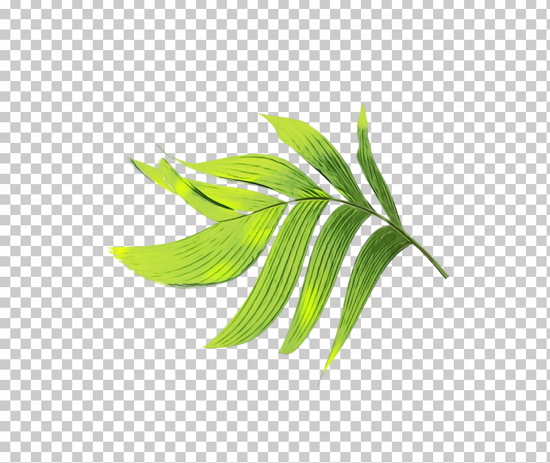 Plant Stem Branch Leaf Grasses Plants PNG, Clipart, Biology, Branch, Grasses, Leaf, Paint Free PNG Download