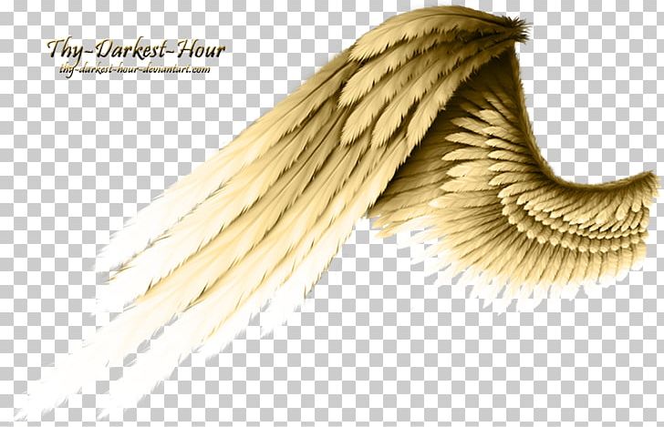 Angel Wing Angel Wing PNG, Clipart, Angel, Angel Wing, Bird, Bird Wings, Buffalo Wing Free PNG Download