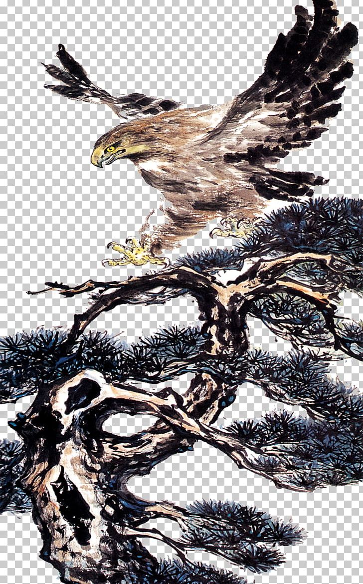 Bald Eagle Hawk Illustration PNG, Clipart, Accipitriformes, Animals, Art, Bald Eagle, Beak Free PNG Download