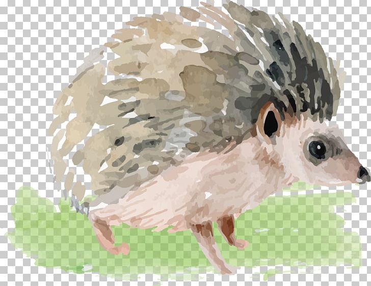 Domesticated Hedgehog Watercolor Painting PNG, Clipart, Animal, Animals, Animation, Beak, Bird Free PNG Download