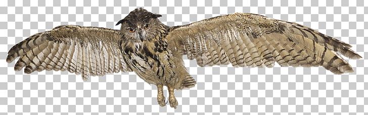 Eurasian Eagle-owl Great Horned Owl Bird Great Grey Owl PNG, Clipart,  Free PNG Download