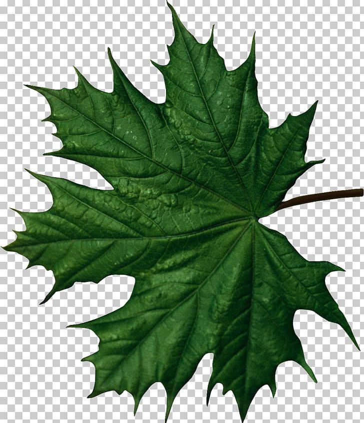 Maple Leaf Function PNG, Clipart, Brush, Drawing, Epidermis, Function, Leaf Free PNG Download