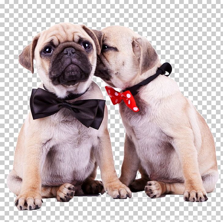 Pug Old English Bulldog Shih Tzu Havanese Dog Puppy PNG, Clipart, Animal, Animals, Carnivoran, Companion Dog, Cuteness Free PNG Download