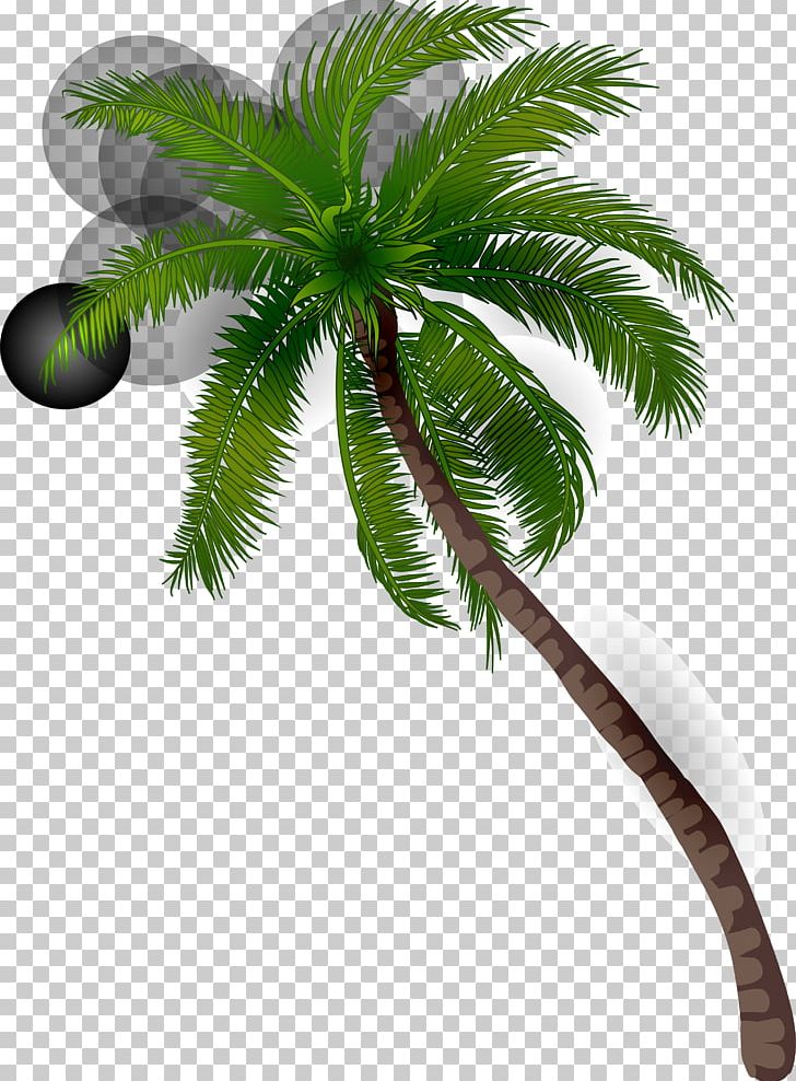 Coconut Arecaceae Illustration PNG, Clipart, Arecales, Brilliant, Christmas Tree, Coconut Trees, Date Palm Free PNG Download