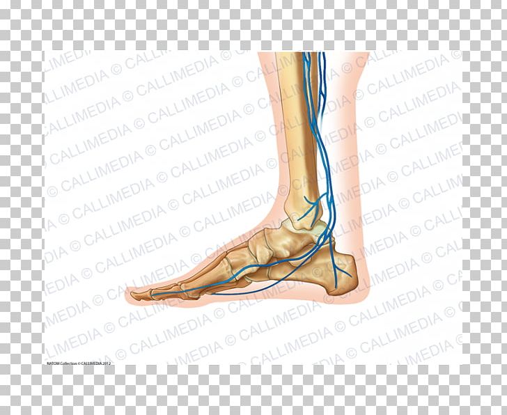 Foot Calf Ankle Arm PNG, Clipart, Abdomen, Ankle, Arm, Blood, Blood Vessel Free PNG Download