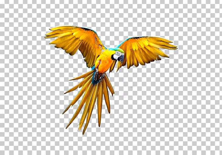 Parrot Budgerigar Flight PNG, Clipart, Android, Animals, Beak, Bird, Bird Flight Free PNG Download