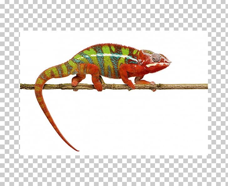 Reptile Ambilobe Panther Chameleon Common Iguanas Colorful Chameleons! PNG, Clipart, Agamidae, Ambilobe, Animal, Animal Figure, Chameleon Free PNG Download