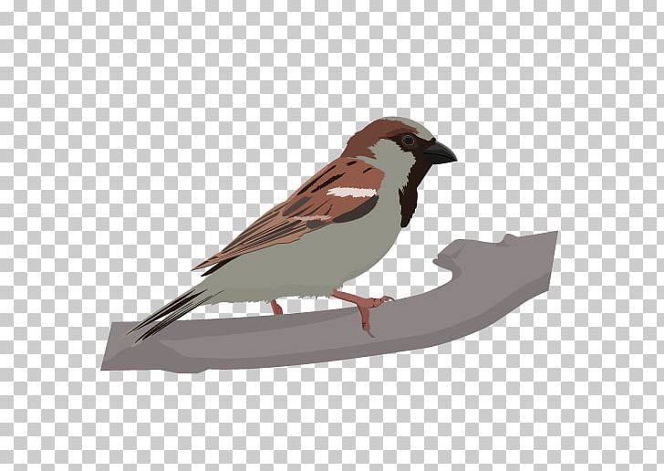 Bird House Sparrow Finch Hooded Crow American Sparrows PNG, Clipart, American Oystercatcher, American Sparrows, Animals, Beak, Bird Free PNG Download