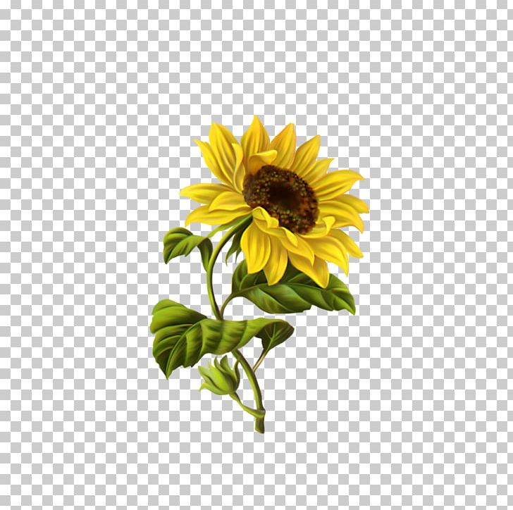 Common Sunflower Drawing Illustration PNG, Clipart, Art, Botanical Illustration, Cut Flowers, Daisy Family, Floral Design Free PNG Download