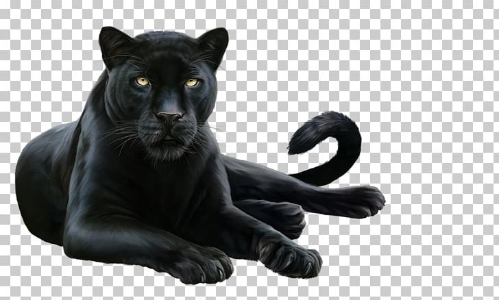 Felidae Leopard .de Information .co PNG, Clipart, Animals, Big Cats, Black Panther, Carnivoran, Cat Like Mammal Free PNG Download