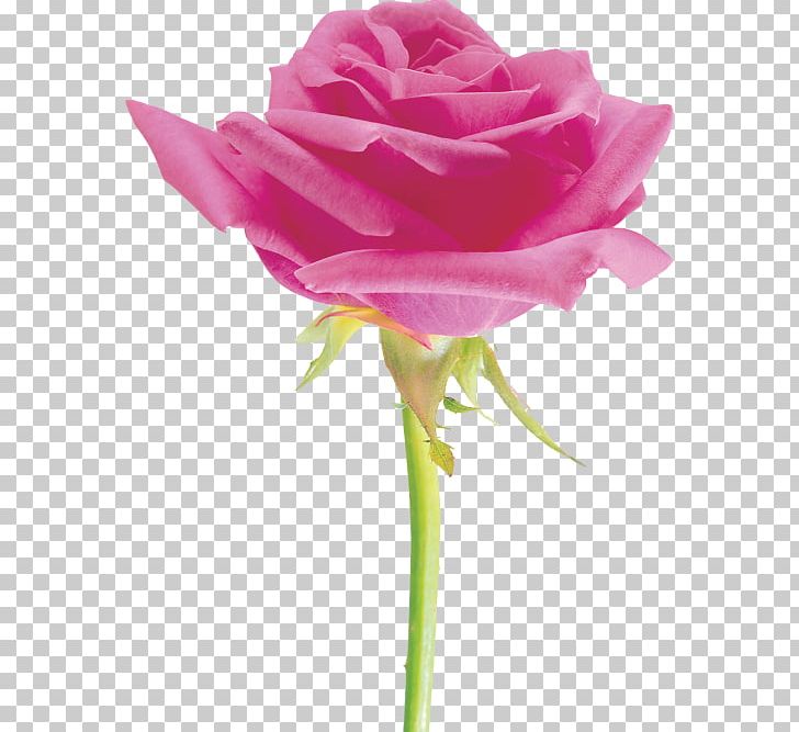 Garden Roses Beach Rose Cut Flowers Cabbage Rose Floribunda PNG, Clipart, Beach Rose, Bud, China Rose, Cut Flowers, Floribunda Free PNG Download