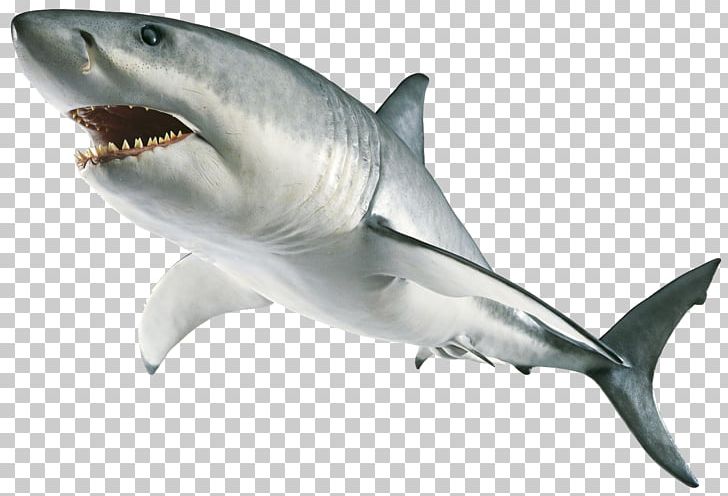 Great White Shark Computer Icons PNG, Clipart, Animals, Carcharhiniformes, Cartilaginous Fish, Desktop Wallpaper, Display Resolution Free PNG Download