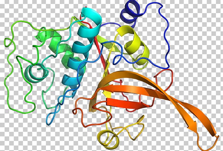Organism Line PNG, Clipart, Area, Art, Artwork, Cysteine Protease, Line Free PNG Download
