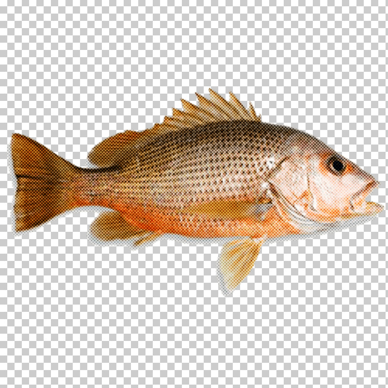 Northern Red Snapper Tilapia Q10 Seafood Sdn Bhd Seafood Fish Products PNG, Clipart, Fish, Fish Products, Malacca, Malaysia, Northern Red Snapper Free PNG Download