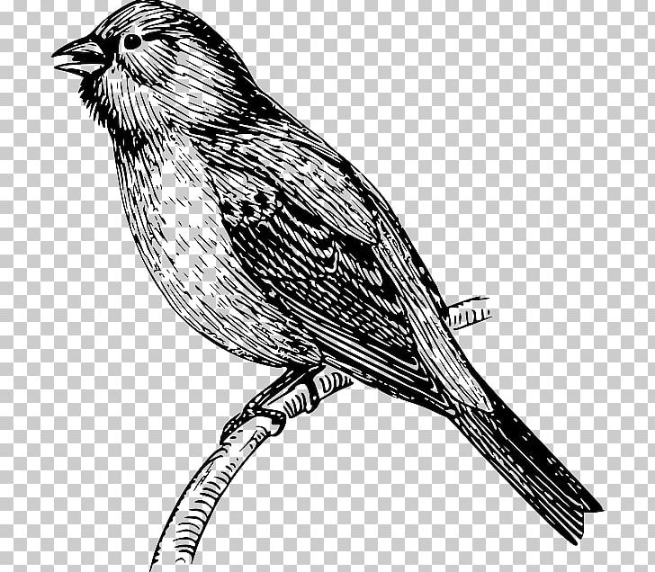 Bird Sparrow Bunting PNG, Clipart, Animal, Animals, Art, Beak, Bird Free PNG Download