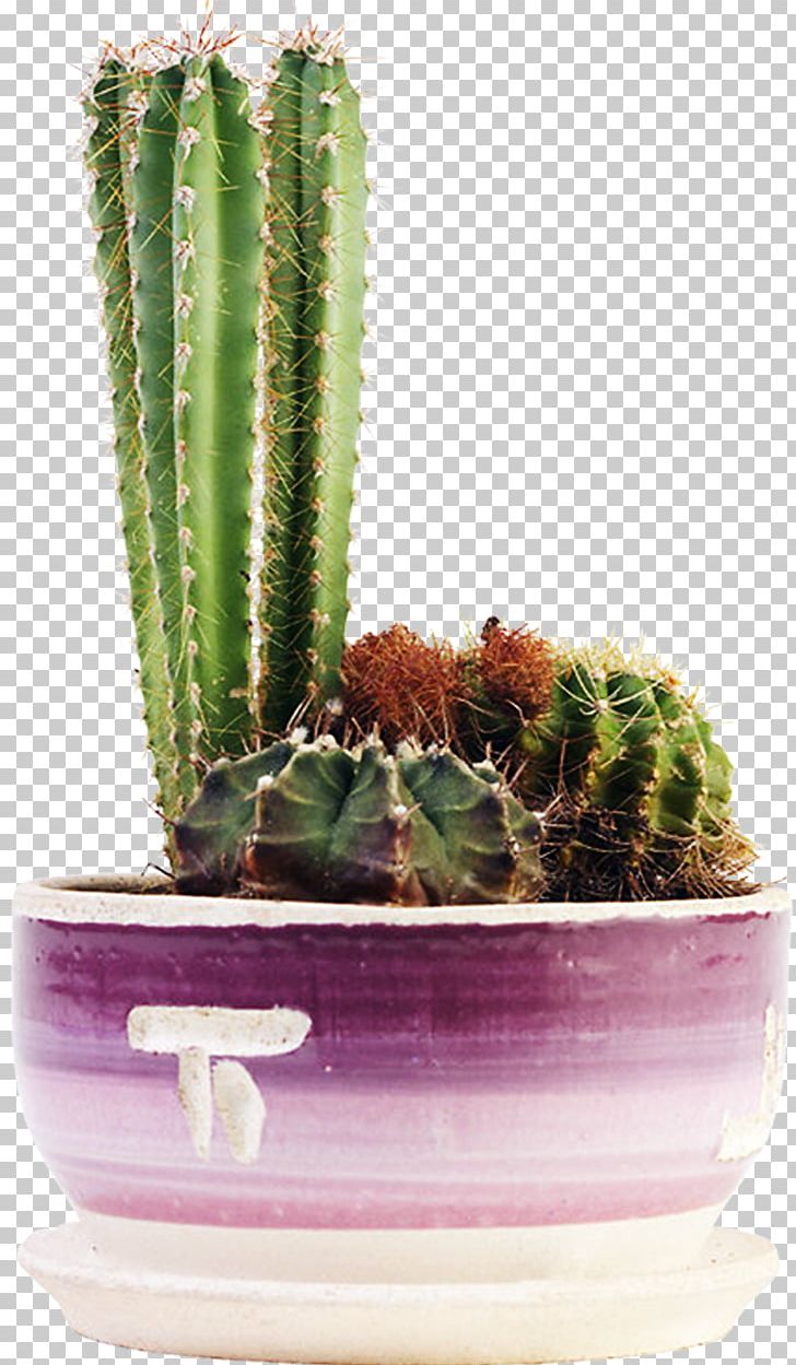 Cacti And Succulents Cactaceae Succulent Plant Flowering Plant PNG, Clipart, Acanthocereus Tetragonus, Agave, Bulb, Cactaceae, Cacti Free PNG Download
