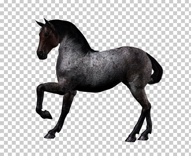 Mustang American Quarter Horse Stallion PNG, Clipart, At Resimleri, Black, Bridle, Colt, Computer Icons Free PNG Download