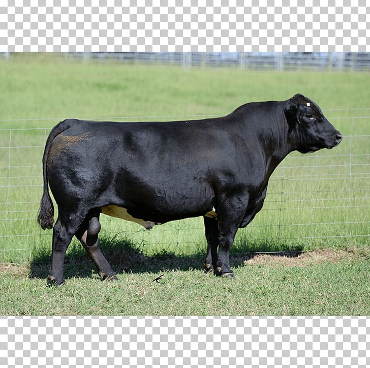 Dairy Cattle Calf Pasture Bull PNG, Clipart, Angus Cattle, Animal, Bull, Calf, Cattle Free PNG Download
